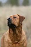 TOSA INU 560